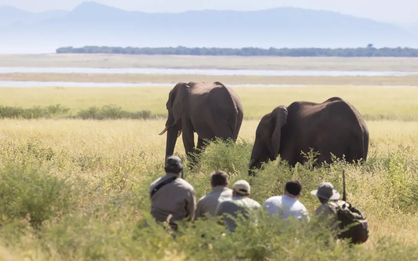 Guests on foot approaching elephants in grassland savanna, Fothergill Island, Matusadona National Park, Zimbabwe