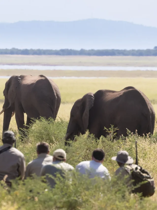 Guests on foot approaching elephants in grassland savanna, Fothergill Island, Matusadona National Park, Zimbabwe