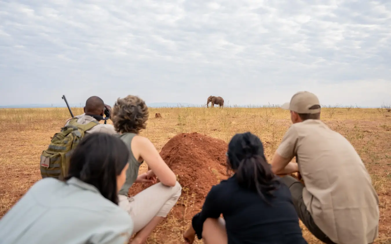 Guests observing elephants grazing in arid savanna landscape on foot, Fothergill Island, Matusadona National Park, Zimbabwe