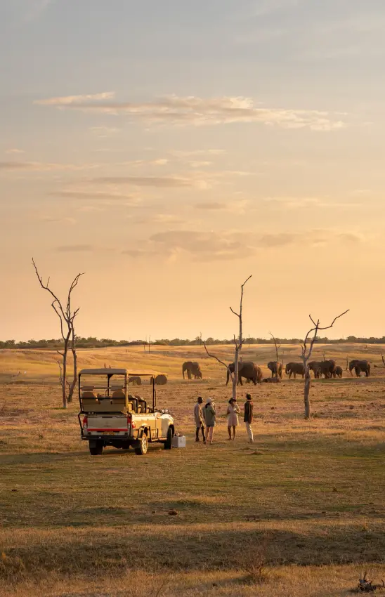 Safari vehicle with guests observing elephant herd at sunset in grassland, Fothergill Island, Matusadona National Park, Zimbabwe