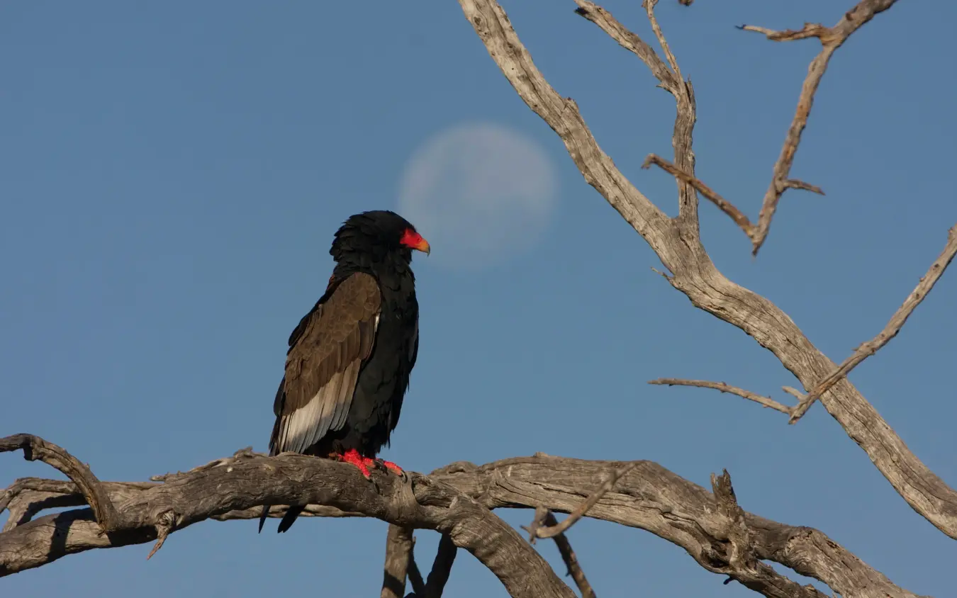 African fish eagle perched on bare branch against blue sky, Fothergill Island, Matusadona National Park, Zimbabwe
