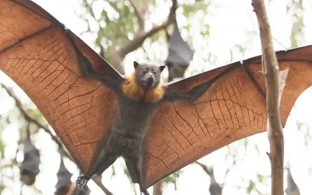 Flying fox bat with wings spread hanging from tree branch, Fundu Lagoon, Zanzibar & Pemba, Tanzania