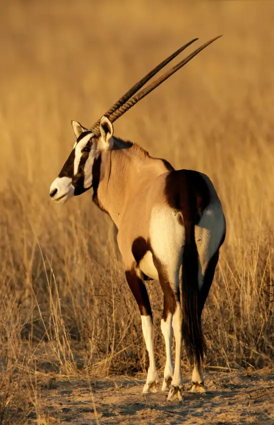 Oryx with long straight horns standing in dry grassland