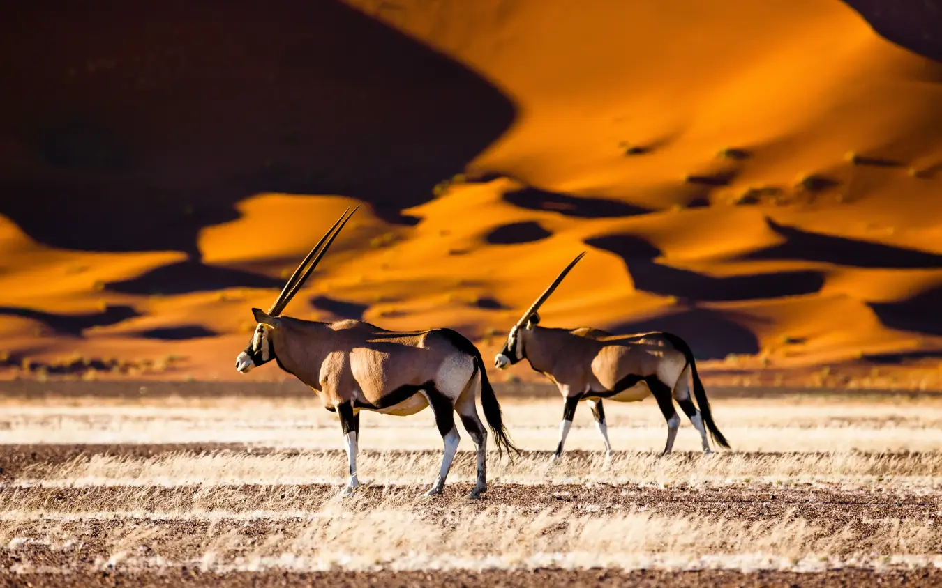 Two oryx antelopes walking across desert sand dunes