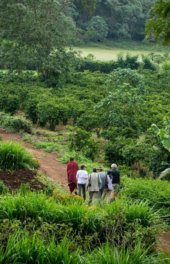 Group walking through lush green agricultural farmland valley, Gibb’s Farm, Ngorongoro Crater, Tanzania