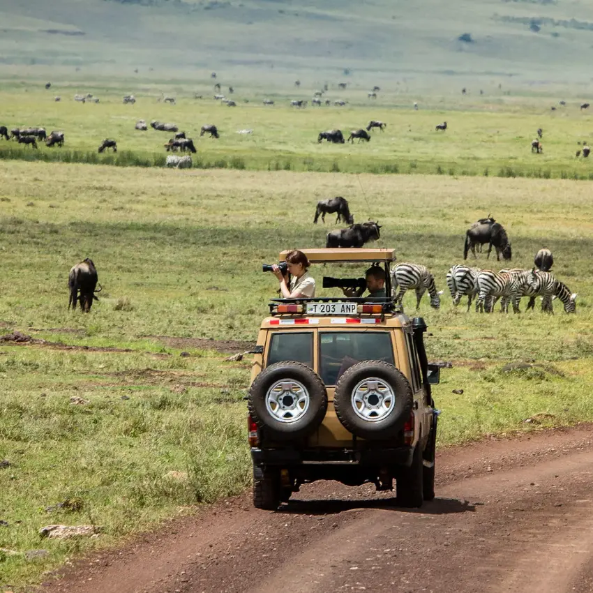 Safari vehicle on dirt road with grazing zebras and wildebeest, Ngorongoro Crater, Tanzania
