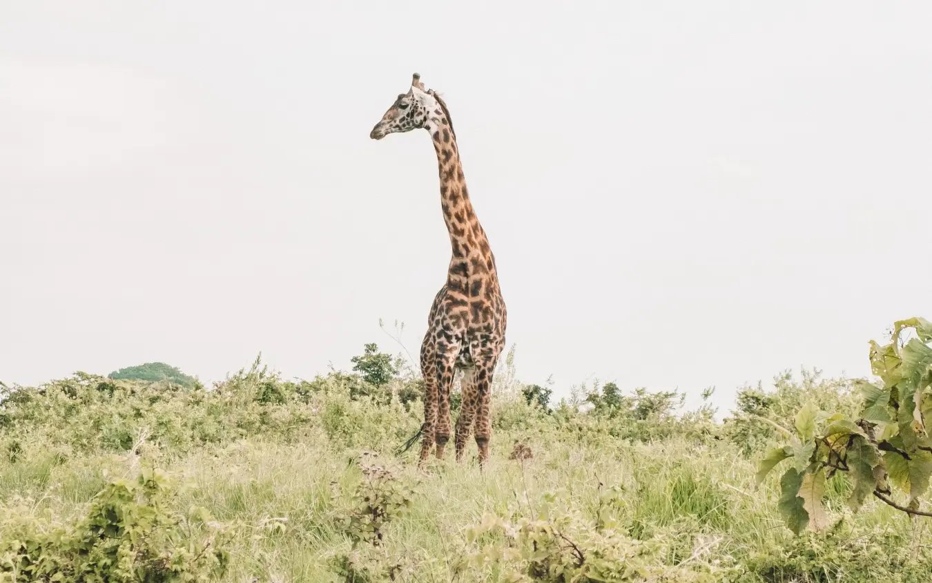 Giraffe standing alone in African savanna vegetation, Gibb’s Farm, Ngorongoro Crater, Tanzania