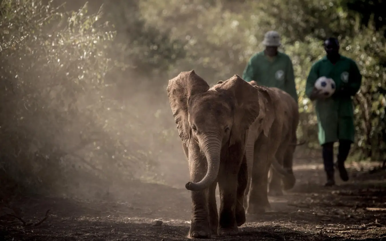 Young elephant walking on dusty path with guides following, Giraffe Manor, Nairobi, Kenya