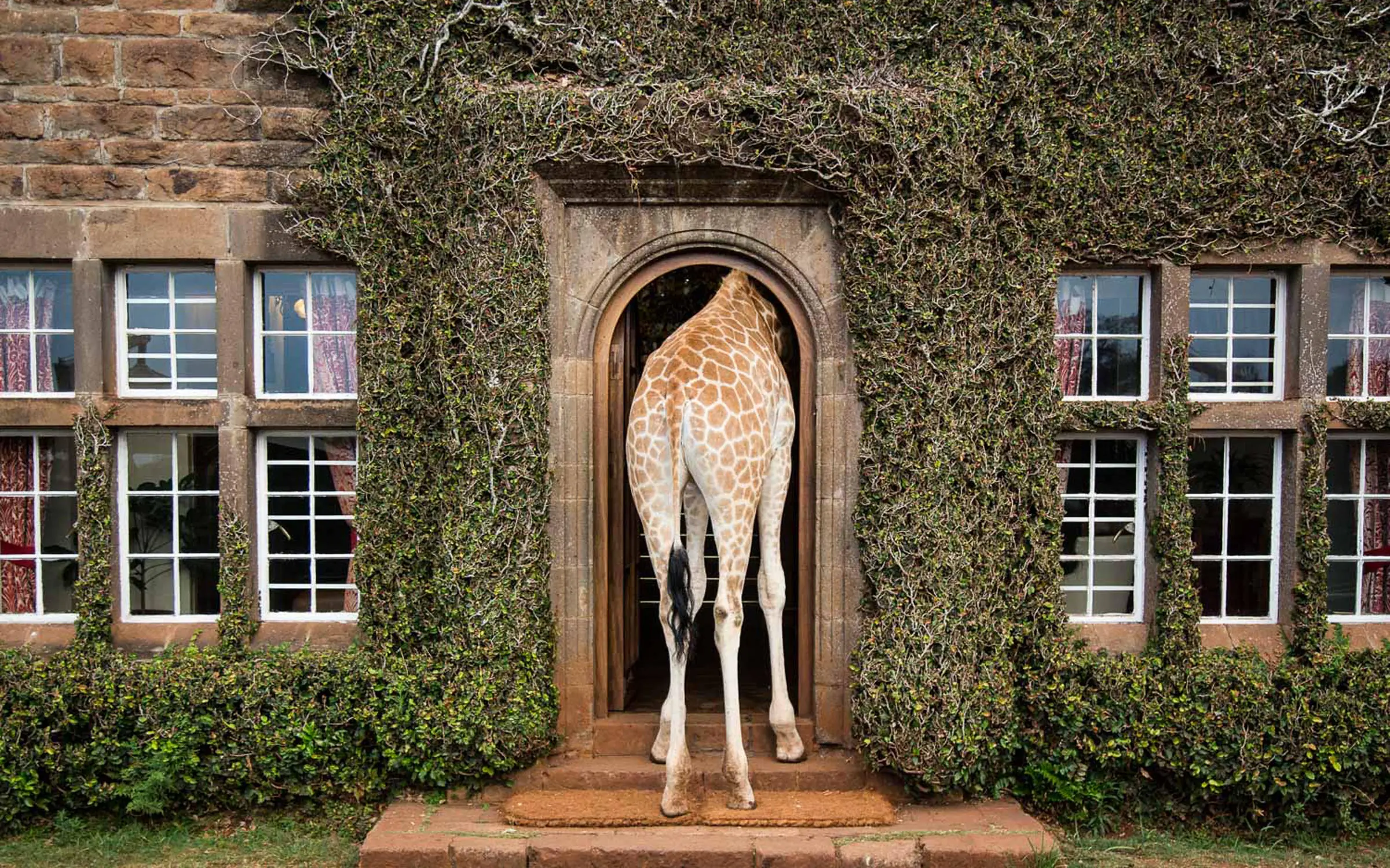 Giraffe standing in arched doorway of ivy-covered building, Giraffe Manor, Nairobi, Kenya