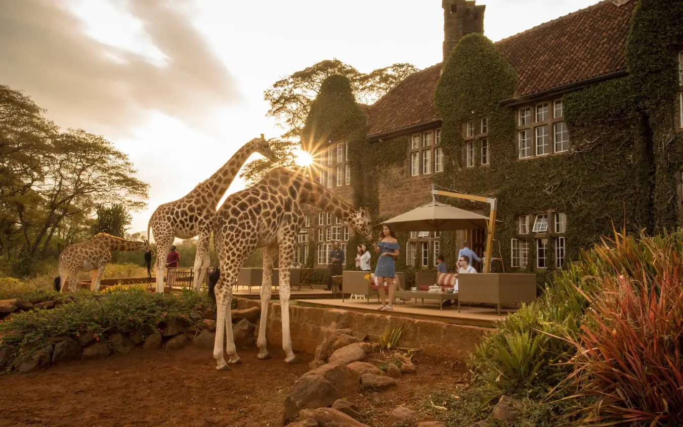 Giraffes at manor house entrance during golden hour sunset, Giraffe Manor, Nairobi, Kenya