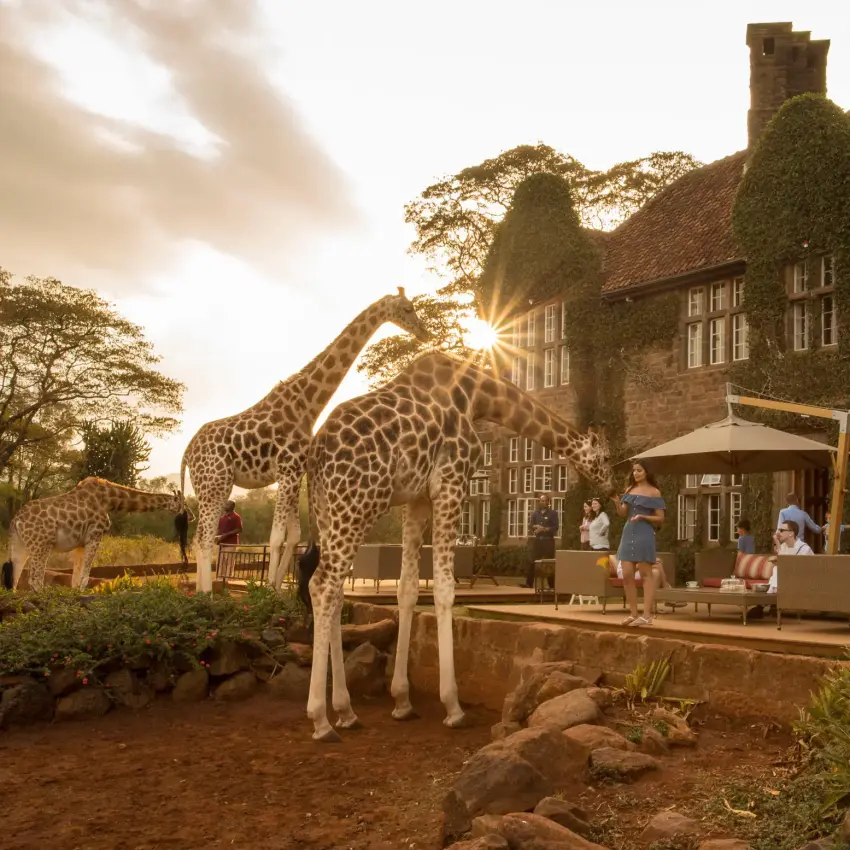 Giraffes at manor house entrance during golden hour sunset, Nairobi, Kenya