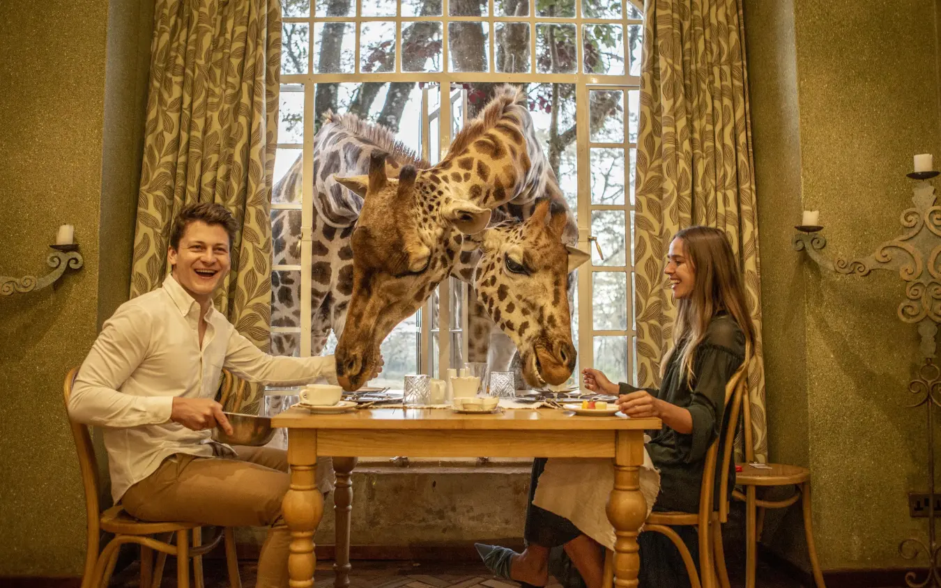 Guests dining with giraffes visible through large window, Giraffe Manor, Nairobi, Kenya