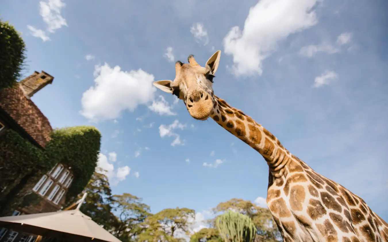 Giraffe extending neck toward camera with building behind, Giraffe Manor, Nairobi, Kenya