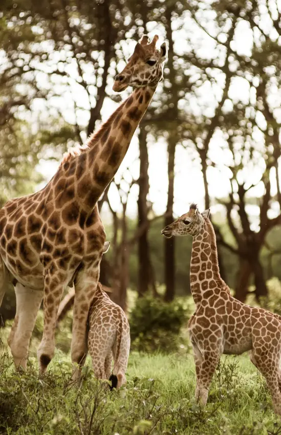 Adult giraffe with young calf walking through woodland, Giraffe Manor, Nairobi, Kenya