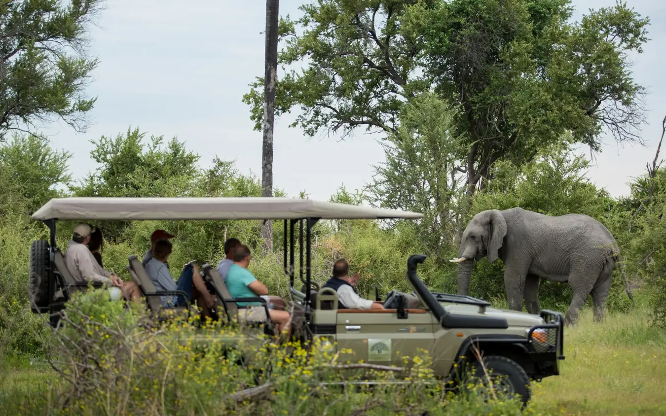 Guests on open safari vehicle observing elephant in natural habitat, Gomoti Plains, The Okavango Delta, Botswana