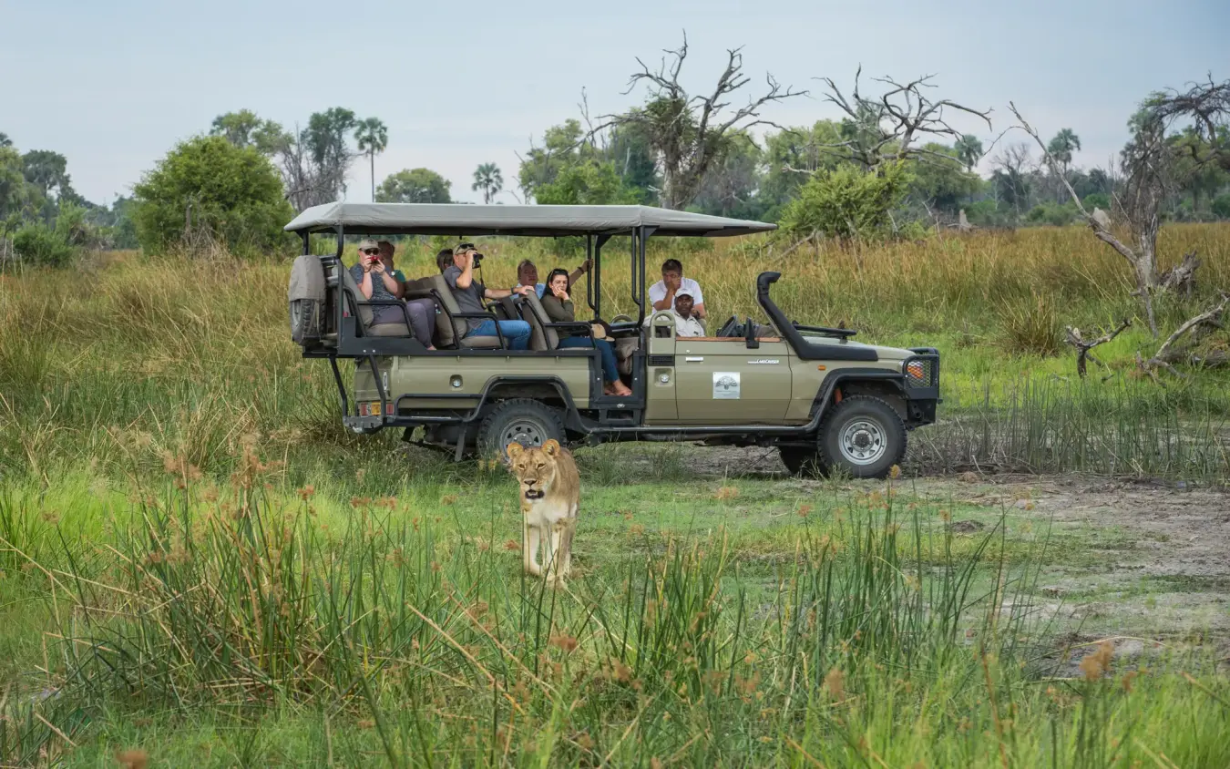 Safari vehicle with guests observing lion in grassland, Gomoti Plains, The Okavango Delta, Botswana