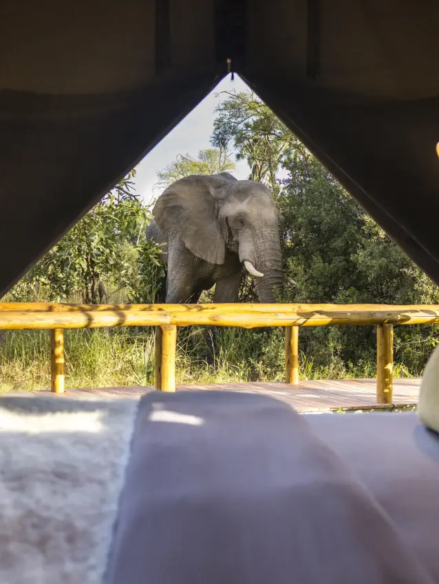 Bedroom interior with elephant visible through open tent flap, Gomoti Plains, The Okavango Delta, Botswana