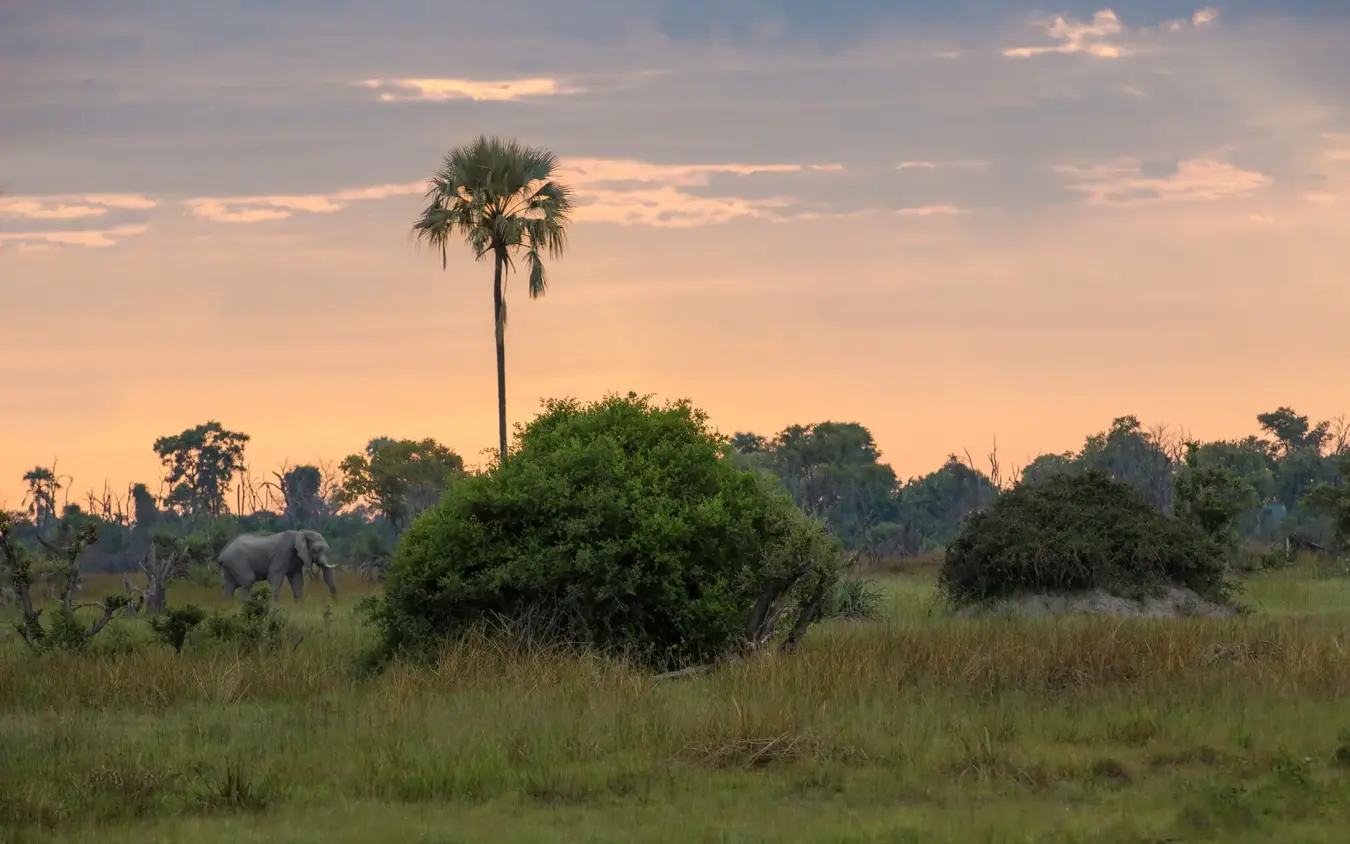 Elephant walking through grassland at golden hour sunset, Gomoti Plains, The Okavango Delta, Botswana