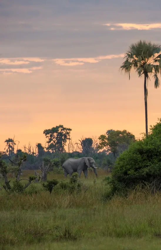 Elephant walking through grassland at golden hour sunset, Gomoti Plains, The Okavango Delta, Botswana