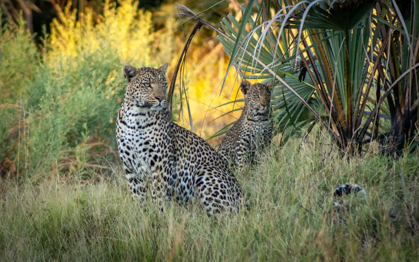 Adult leopard and cub in tall grass near palm fronds, Gomoti Plains, The Okavango Delta, Botswana