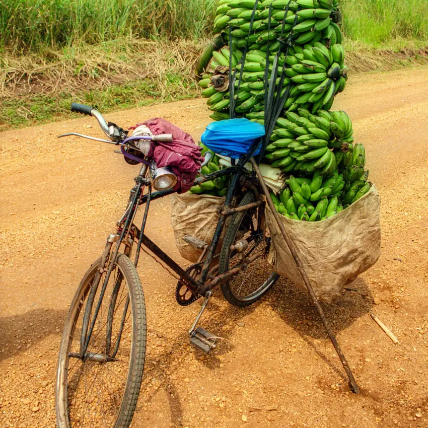 Bicycle loaded with green bananas on dirt road, Lake Kivu, Rwanda