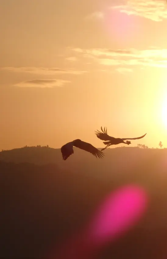 Two birds in flight against golden sunset sky with silhouetted landscape, Lake Kivu, Rwanda