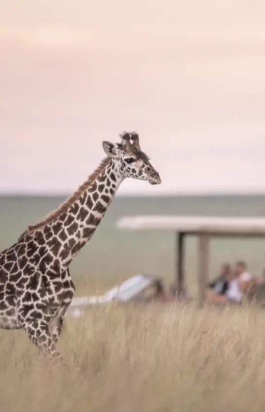 Young giraffe walking through grassland with safari lodge in background, Governors’ Camp, Maasai Mara, Kenya