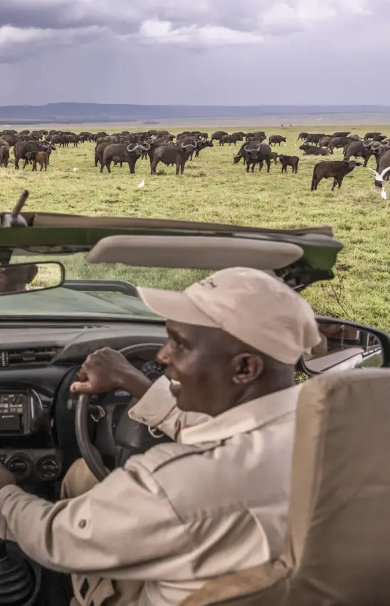 Safari guide driving open-top vehicle with elephant herd grazing in grassland, Governors’ Camp, Maasai Mara, Kenya