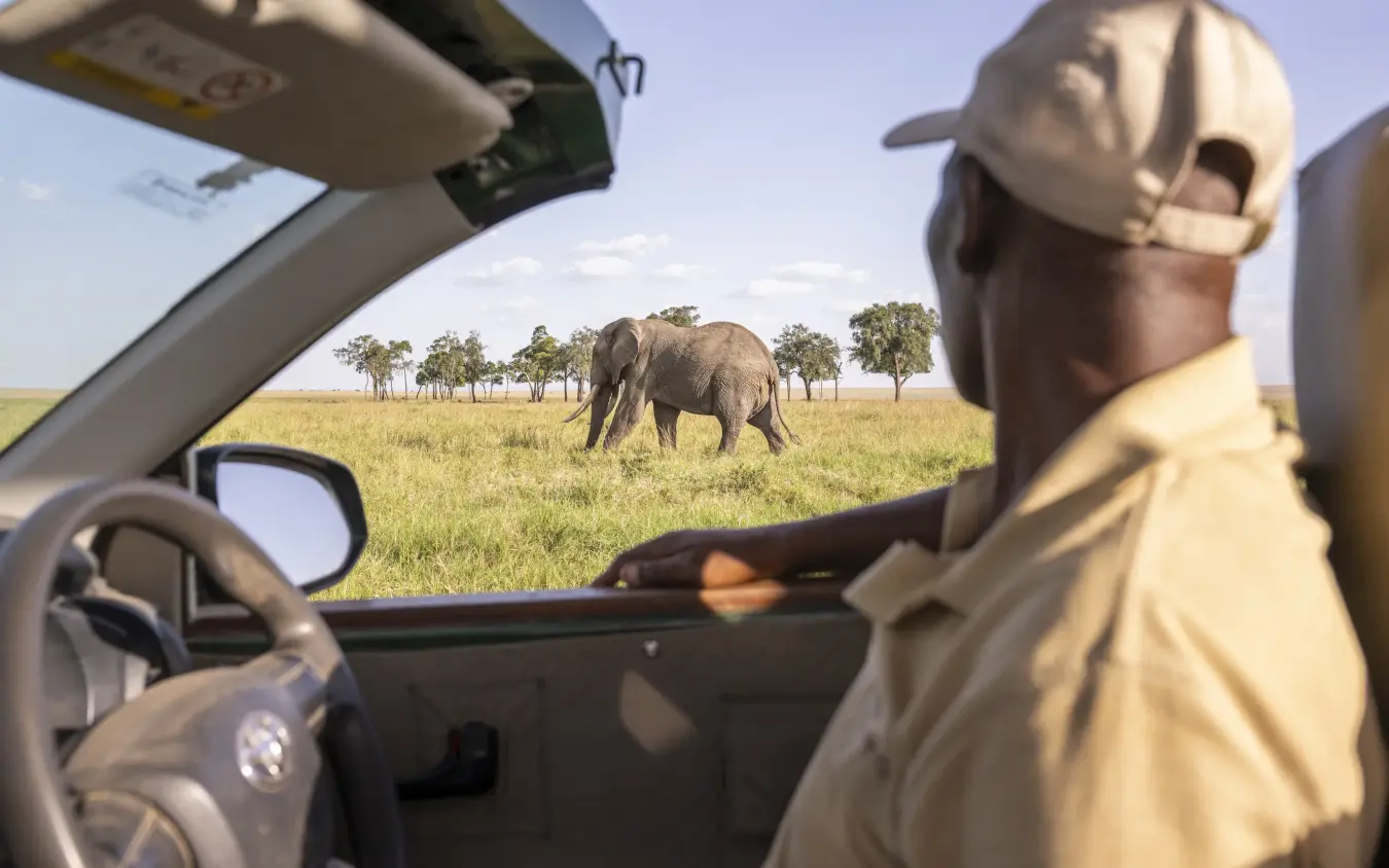 Safari guide observing elephant on game drive from open vehicle, Governors’ Camp, Maasai Mara, Kenya