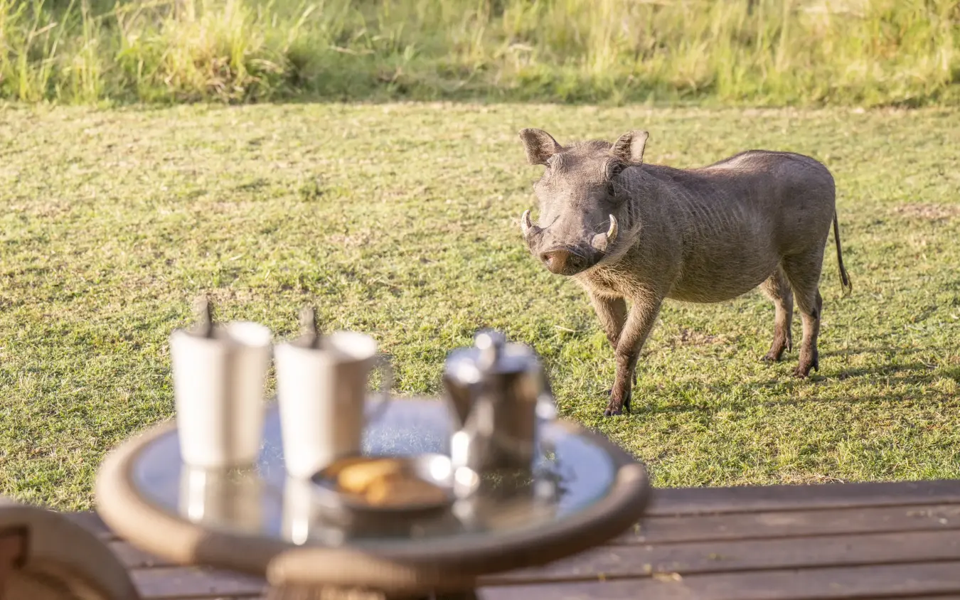 Warthog standing in grassland viewed from safari lodge dining table, Governors’ Camp, Maasai Mara, Kenya