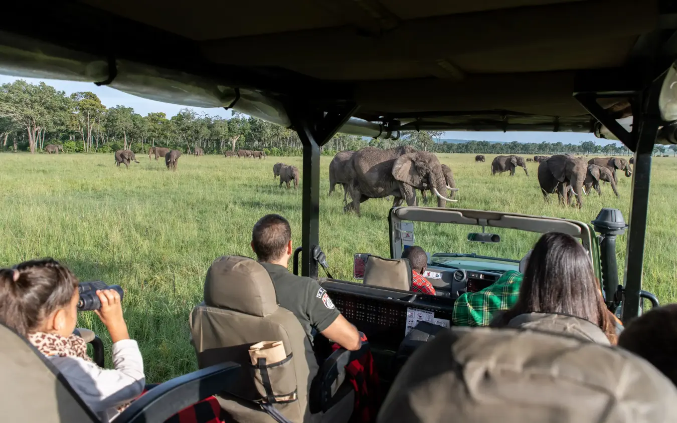 Open-sided safari vehicle with guests viewing elephant herd in grassland, Governors’ Camp, Maasai Mara, Kenya