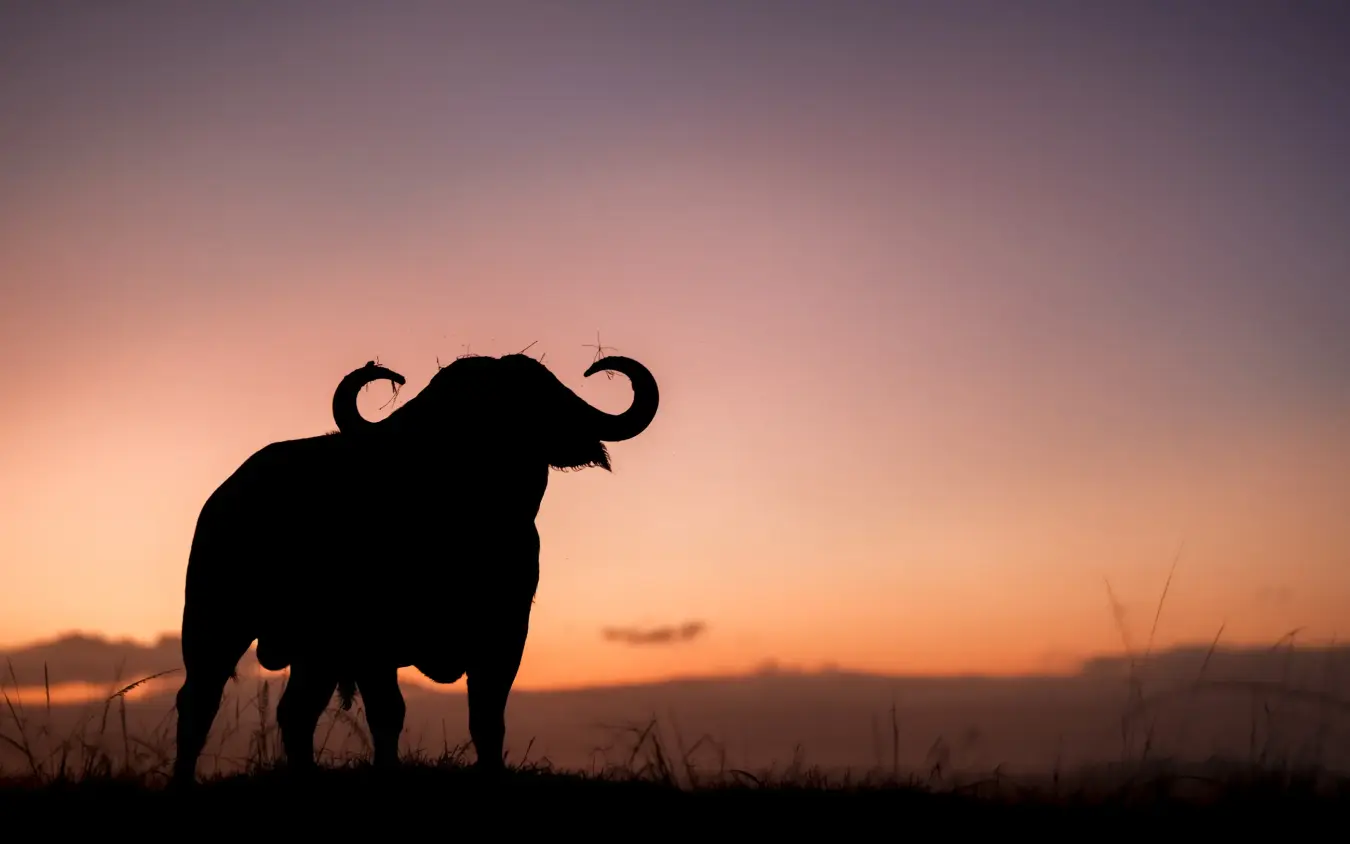 African buffalo silhouette at sunset in grassland savanna, Governors’ Camp, Maasai Mara, Kenya
