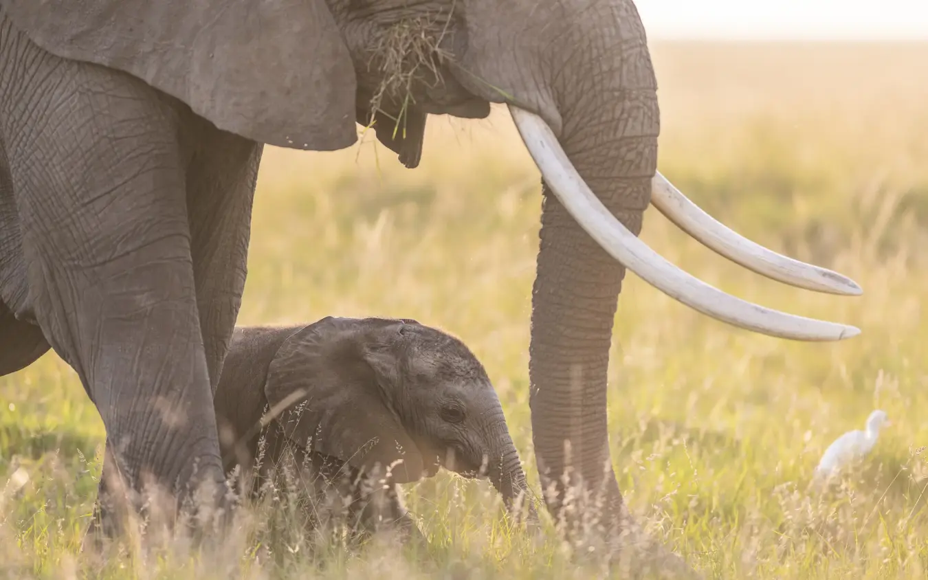 Adult elephant with calf grazing in grassland savanna, Governors’ Camp, Maasai Mara, Kenya