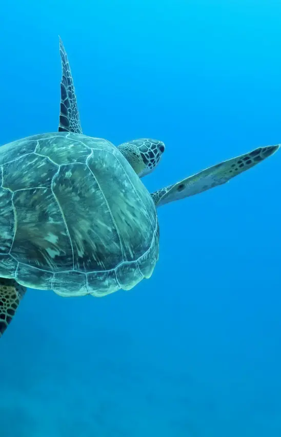 Sea turtle swimming underwater in clear blue ocean