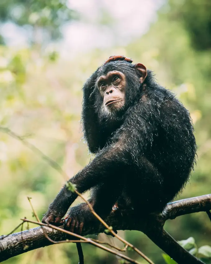 Chimpanzee sitting on branch looking toward camera, Mahale Mountains, Tanzania