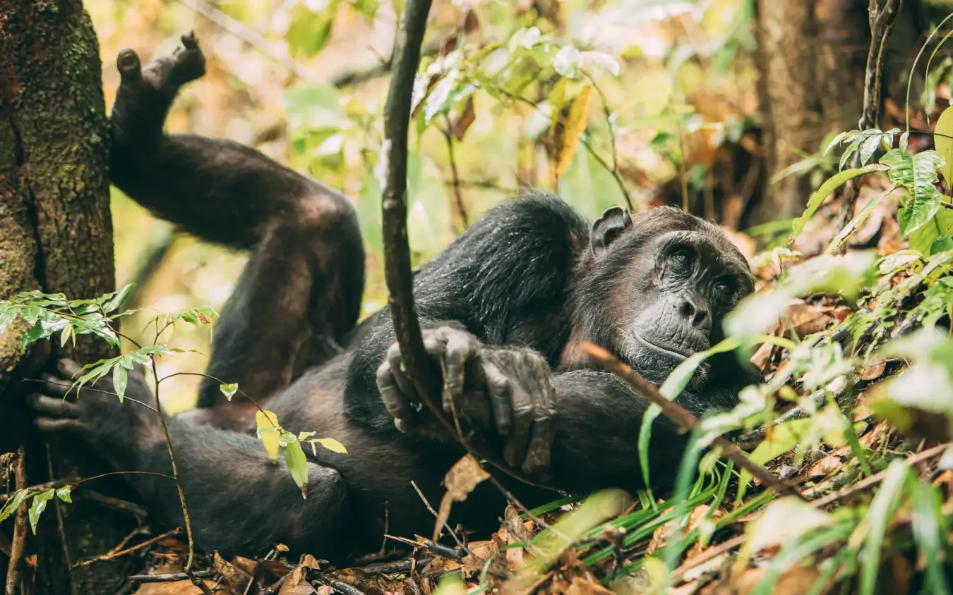 Chimpanzee resting among vegetation in forest habitat, Greystoke Mahale, Mahale Mountains, Tanzania