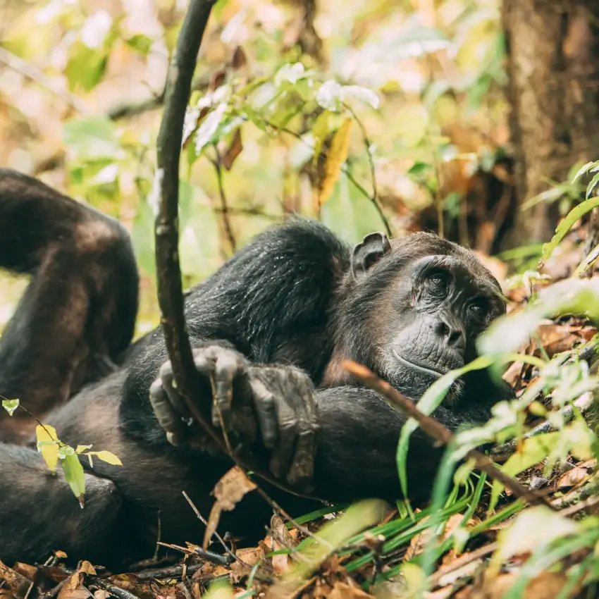 Chimpanzee resting among vegetation in forest habitat, Greystoke Mahale, Mahale Mountains, Tanzania