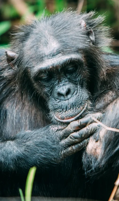 Chimpanzee holding branch while foraging in forest, Mahale Mountains, Tanzania