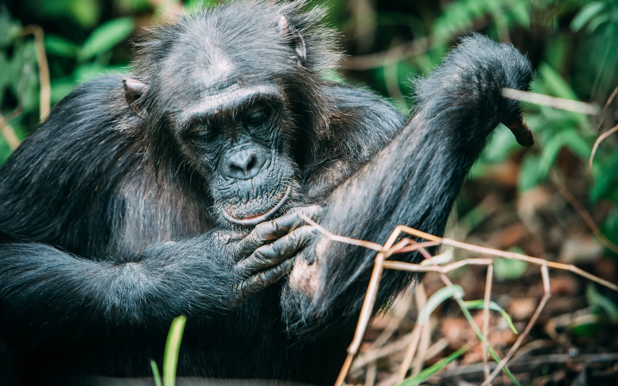 Chimpanzee holding branch while foraging in forest, Greystoke Mahale, Mahale Mountains, Tanzania