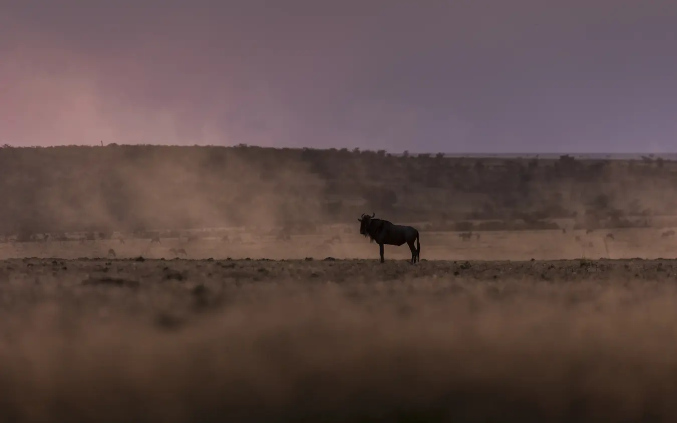 Wildebeest standing alone in dusty savanna landscape at dusk, Hemingways Ol Seki Mara, Maasai Mara, Kenya