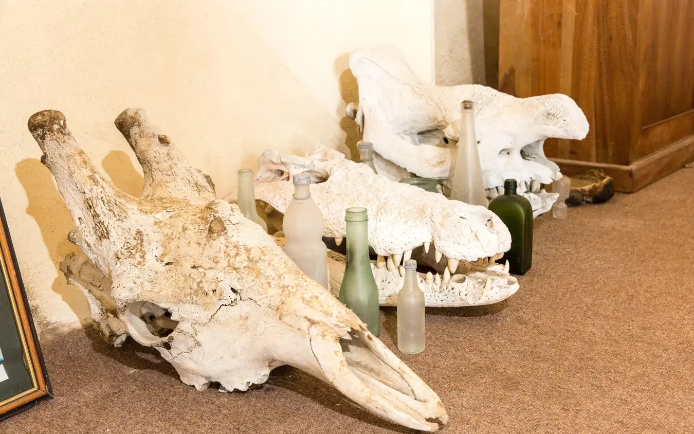 Animal skulls and bones displayed on interior floor, Hoanib Skeleton Coast Camp, Skeleton Coast, Namibia