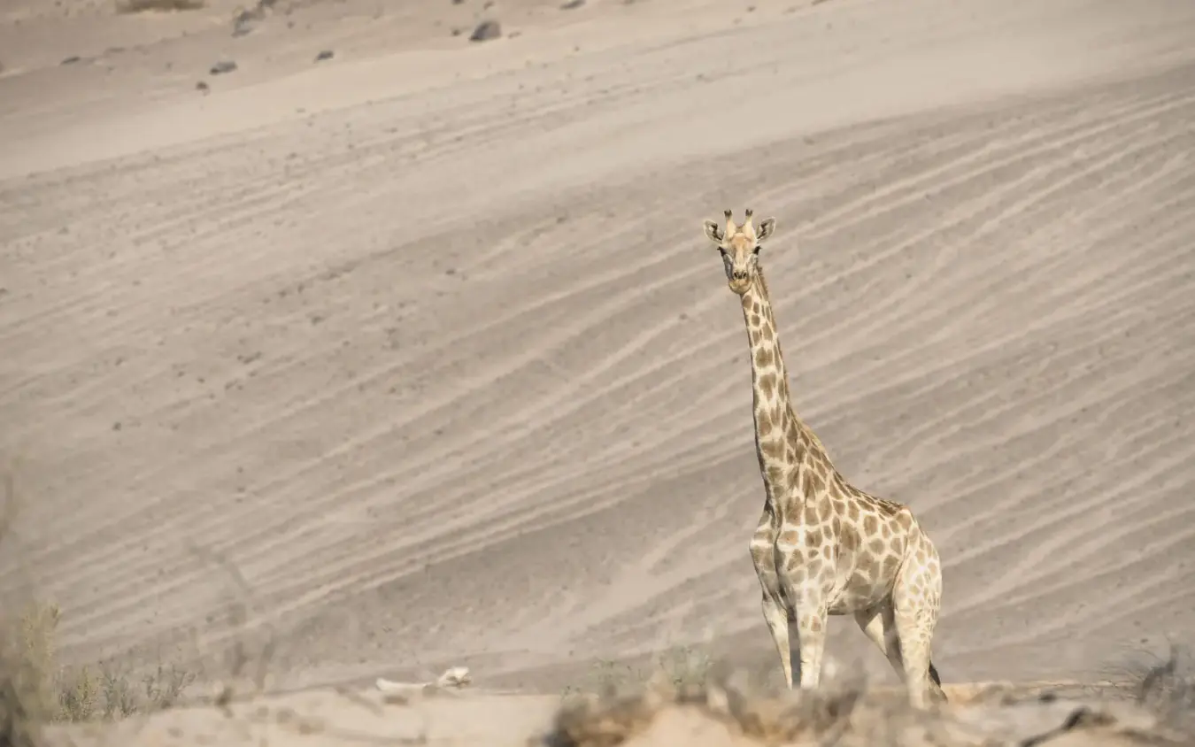 Giraffe standing alone in arid desert landscape, Hoanib Skeleton Coast Camp, Skeleton Coast, Namibia