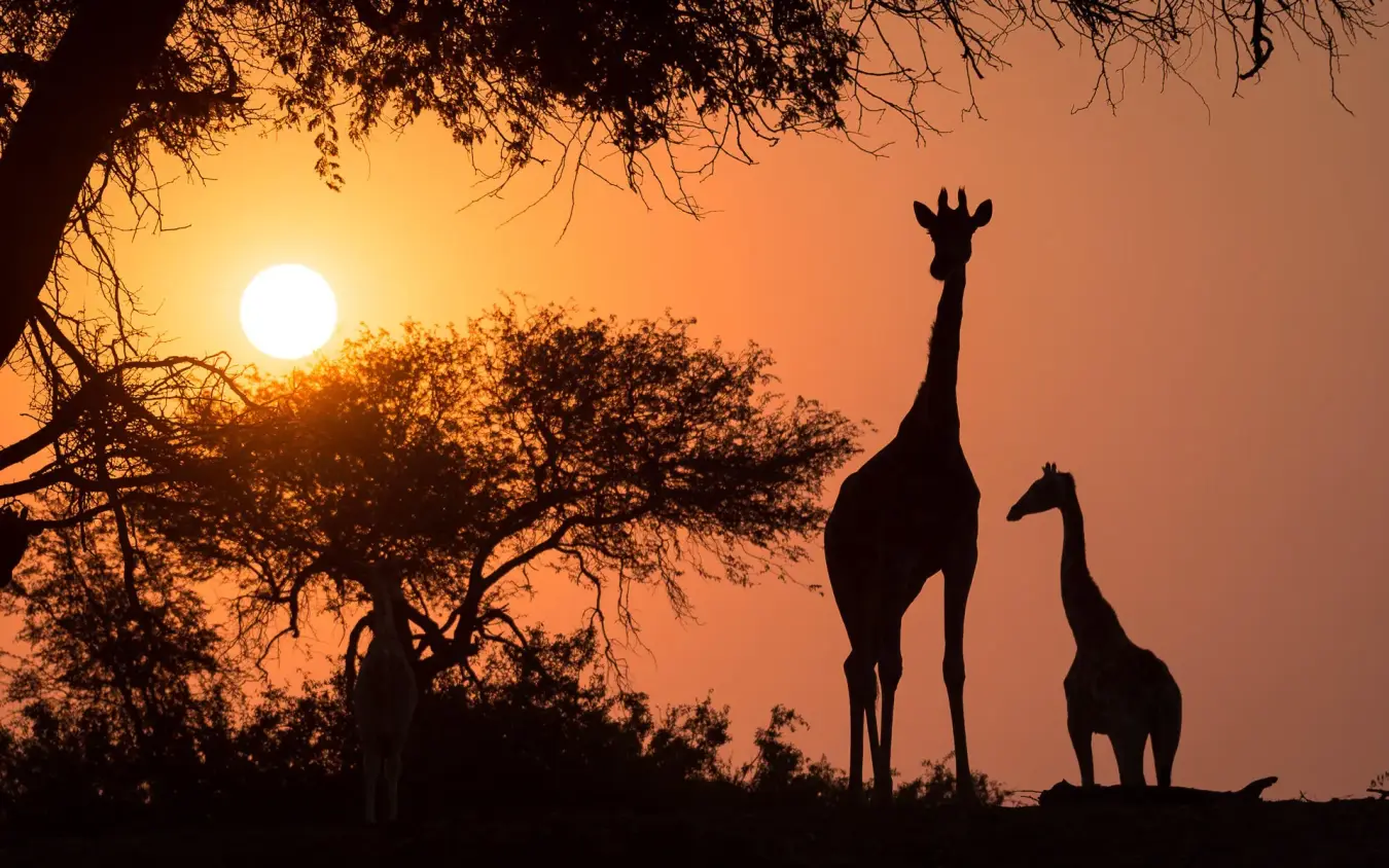 Giraffes silhouetted against orange sunset with acacia tree, Hoanib Skeleton Coast Camp, Skeleton Coast, Namibia