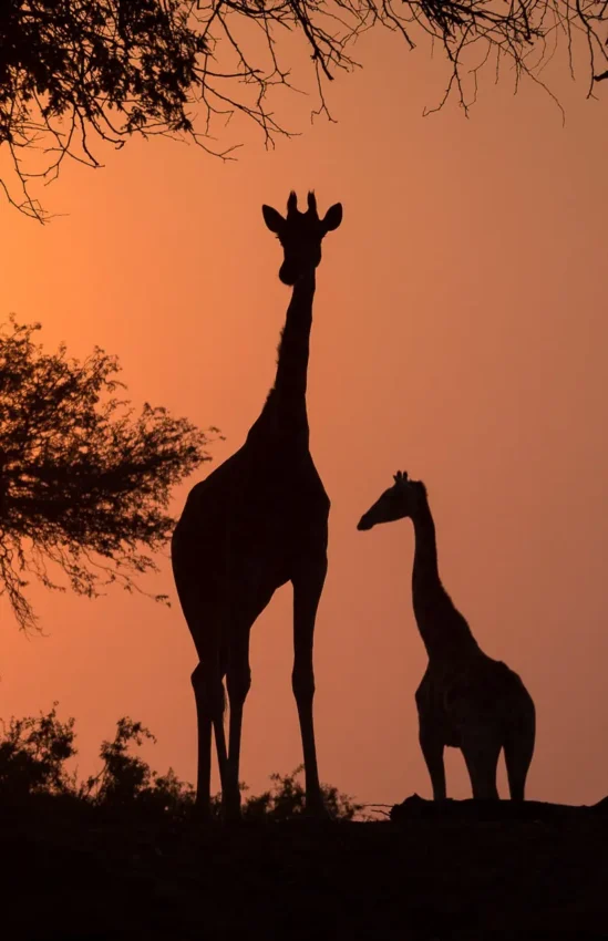 Giraffes silhouetted against orange sunset with acacia tree, Hoanib Skeleton Coast Camp, Skeleton Coast, Namibia