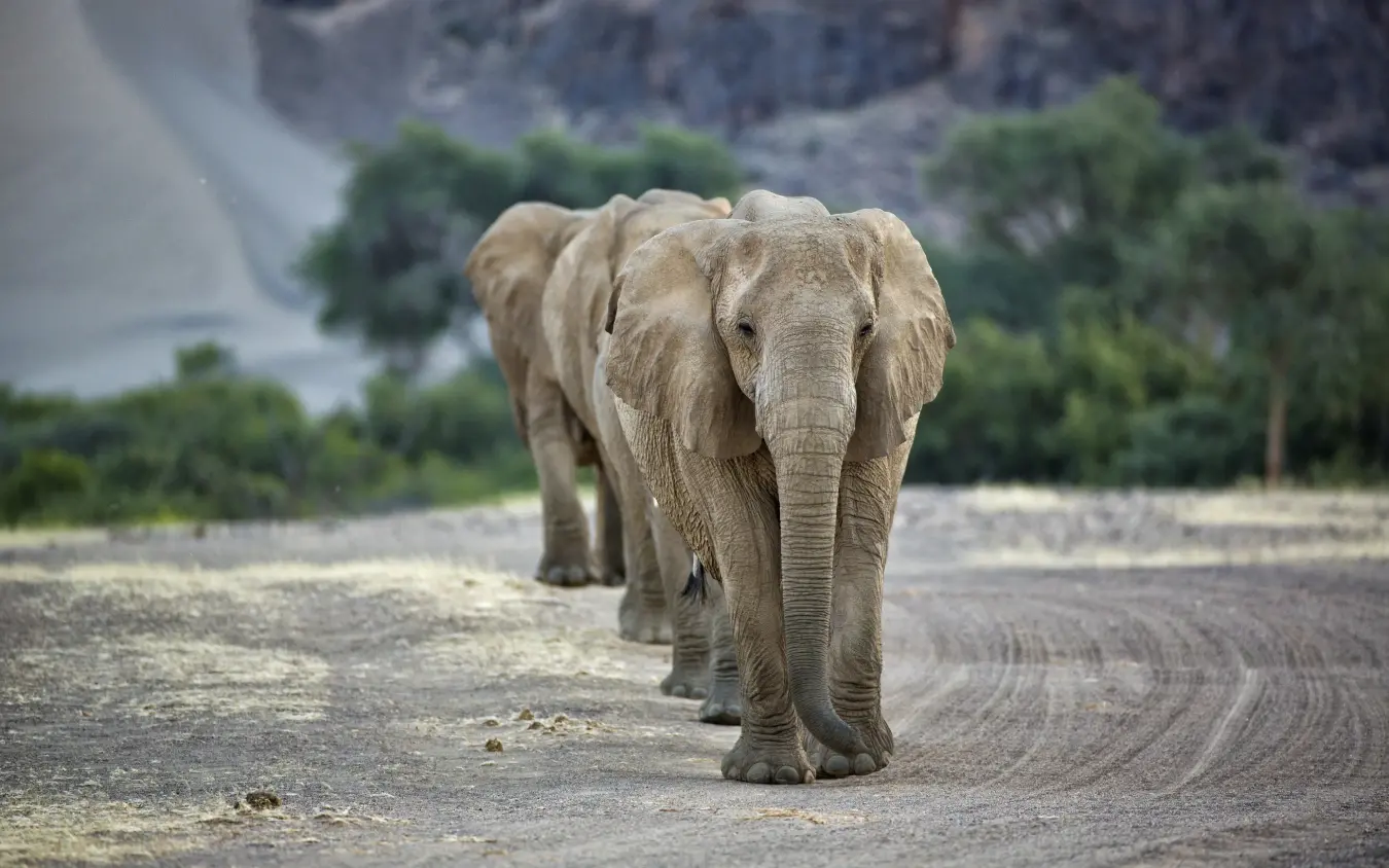 African elephant walking toward camera on dusty road, Hoanib Valley Camp, Skeleton Coast, Namibia