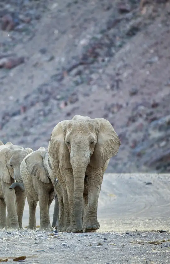 Group of elephants walking across sandy terrain, Skeleton Coast, Namibia