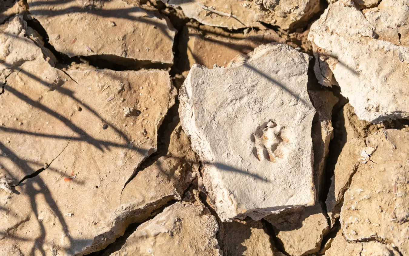 Fossilized animal footprint pressed into cracked desert earth, Hoodia Desert Lodge, Sossusvlei, Namibia