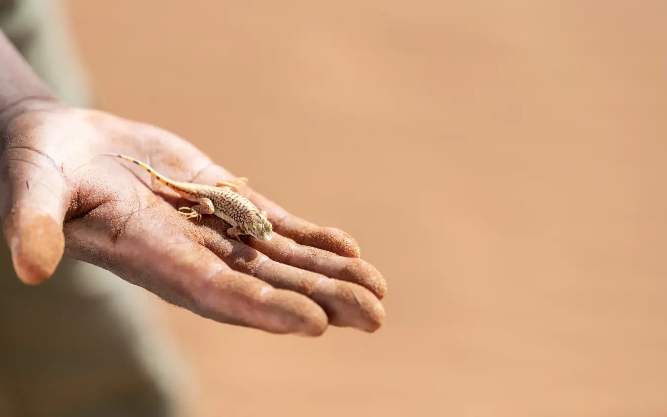 Person's hand holding small lizard in sunlight, Hoodia Desert Lodge, Sossusvlei, Namibia