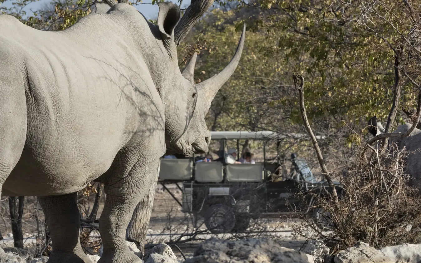 Rhinoceros with safari vehicle in background on game drive, Horizon by Ongava, Etosha National Park, Namibia