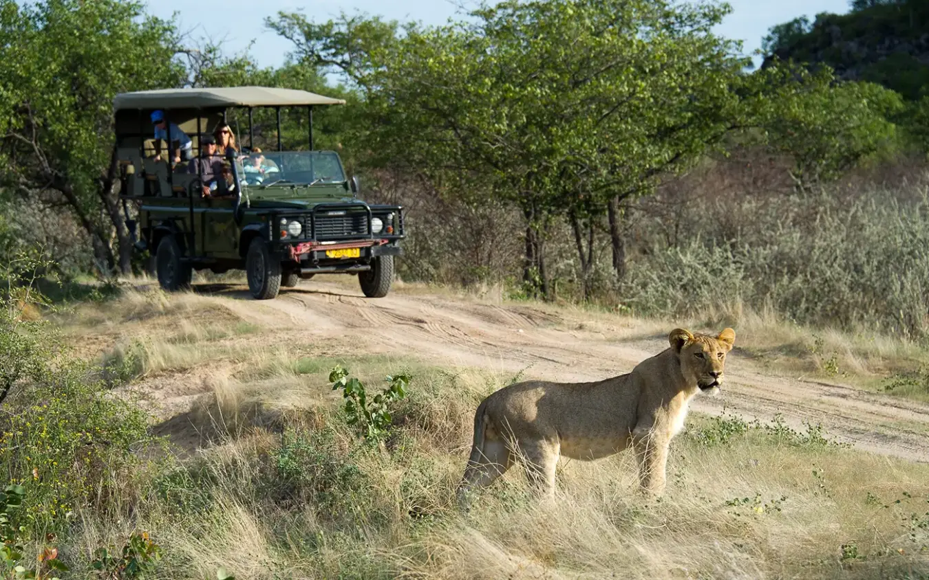 Safari vehicle with guests observing lioness on dirt track in bushland, Horizon by Ongava, Etosha National Park, Namibia